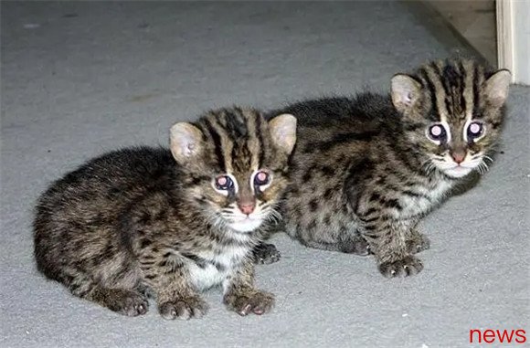 Luxury Cat World: Revealing the Top Ten Top Precious Cats!