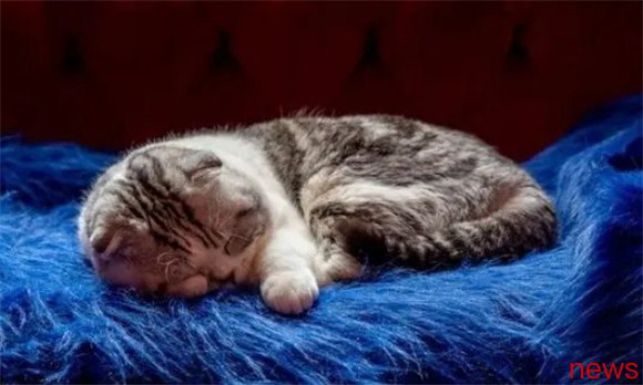 40 cat knowledge, fully unlock the little secrets of the cat master