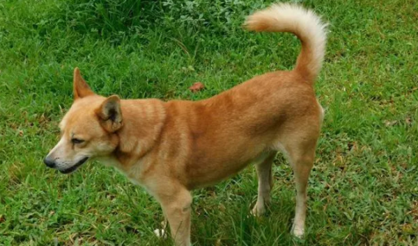 How to distinguish between pet dogs and local dogs? You can distinguish from these aspects