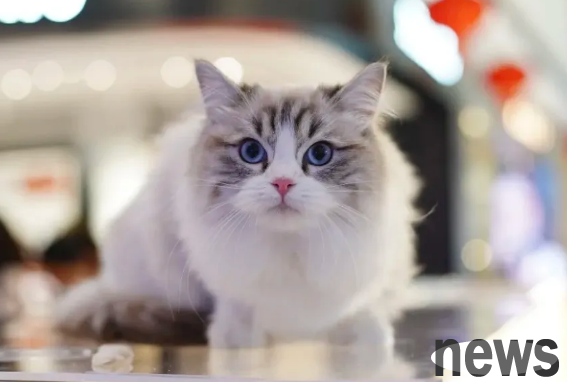 What are the luck manifestations of raising a cat?