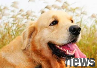 A qualified owner must know about the physiology of dogs