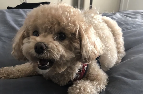 Even if you are familiar with your dog, you can t 