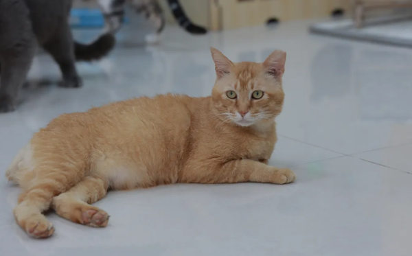Common cat deworming questions, or the answer is here