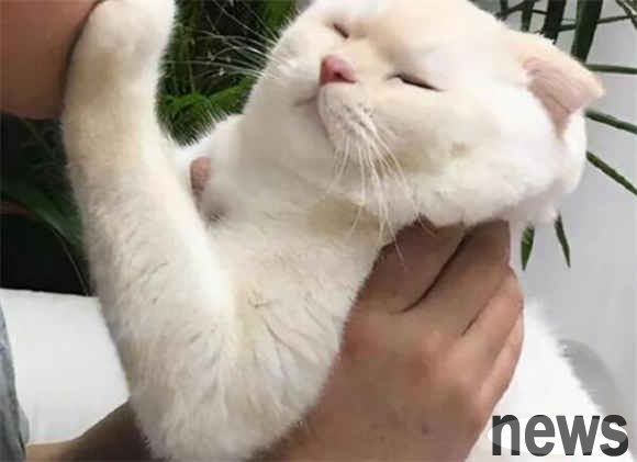 Being accustomed to cats is like killing cats. 5 major spoiling behaviors should be wary of