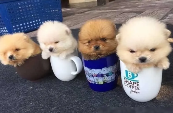These 5 types of dogs have a short lifespan. Please cherish them even more if you raise them!