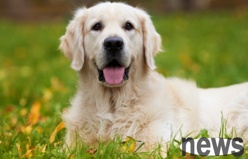 When a dog feels happy, these 5 manifestations will occur. Are you hit by your dog?