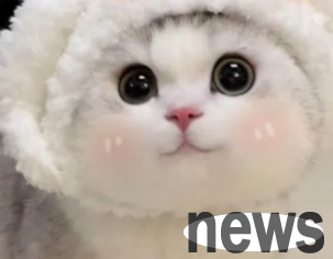 The cat loves you 9 
