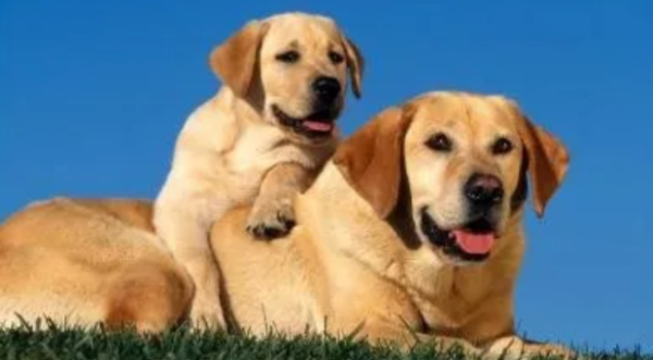 These 6 kinds of loyal and easy-to-raise dogs will be a big loss if you miss them