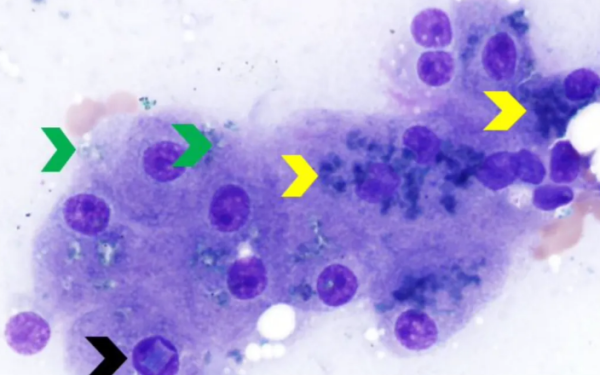 Canine and cat cytology: Common hepatocyte pigment