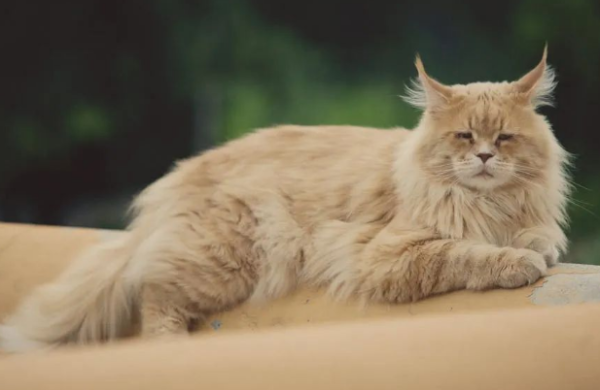 What to do if you don t want to keep a cat