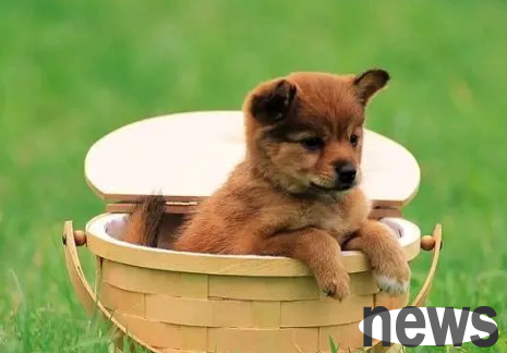 Dog Production and Care Chapter: Healthy Diet