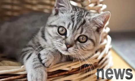 What should I do if a cat bites people? A few tricks make it never dare to bite people again!