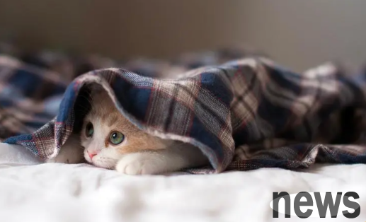 Do cats 