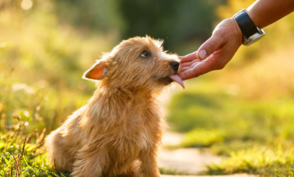 Several major benefits of dogs 