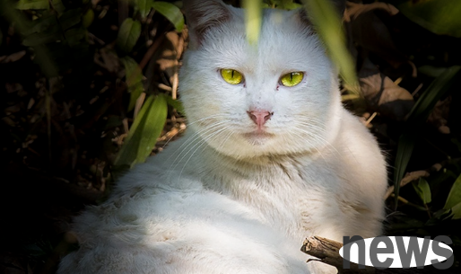 Why do the elderly often say that self-taught cats are unlucky? What is the scientific reason?