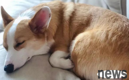 If your dog has these sleeping positions, it means he is very happy at your home