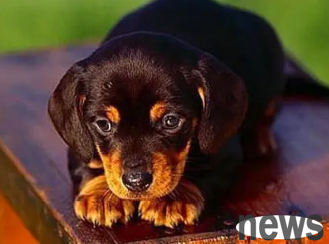 Revealing the secret of pet obesity: the harm is far beyond your imagination!