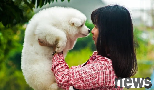 congratulations! These 6 behaviors of dogs treat you as a 