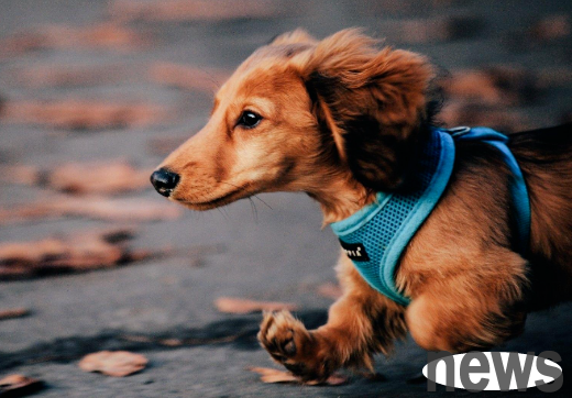 Dog uterine prolapse surgery treatment