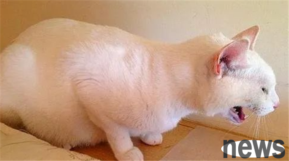 Four ways to quickly induce vomiting for cats