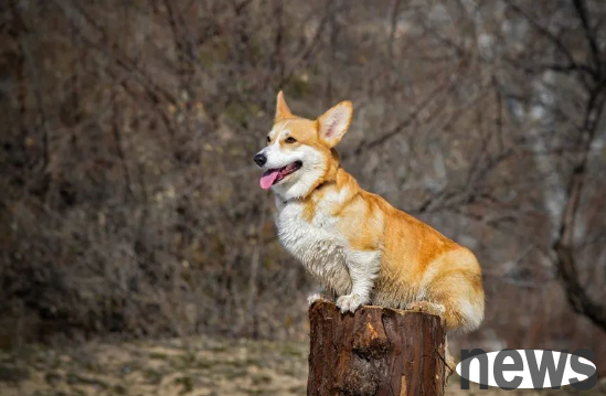 Is the fate over if the dog is lost?