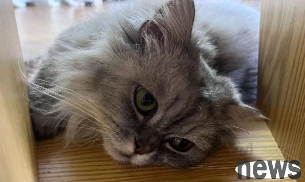 Which life is more long-lived, whether it is a cat or not?