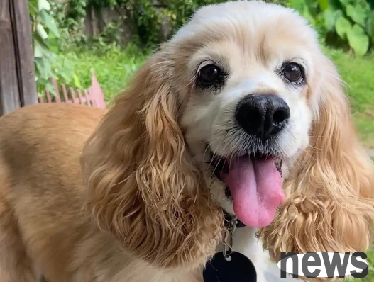The most suitable pet dogs for domestic dogs. Dogs have their own unique charm