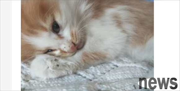 What should I do if my kitten vomits and has diarrhea and does not eat or drink?