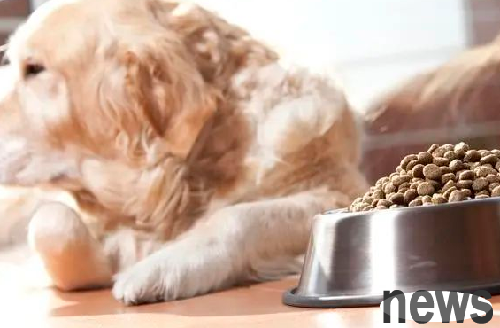 Raising a dog is the best 6 medicines for the family. You will never be afraid of your dog getting sick.