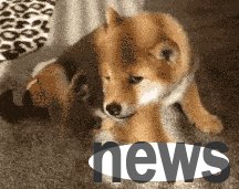 Do dogs frequently do these actions to 
