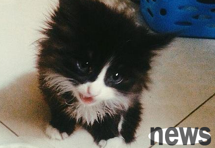 What should I do if a kitten has diarrhea after more than a month? How to treat it?