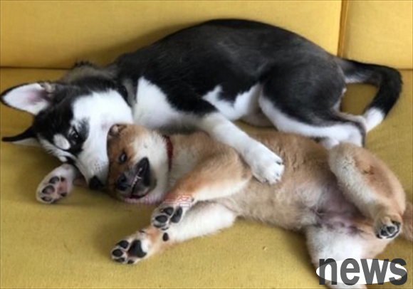 What should I do if my dog ​​takes fly medicine?