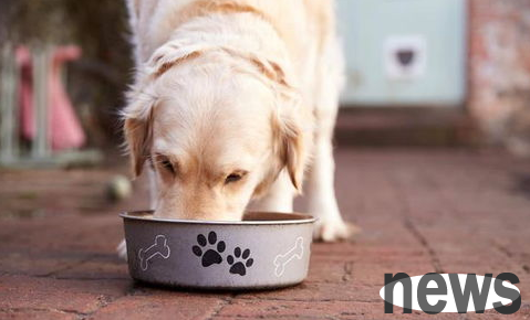 Can dogs eat bread? What if they eat it?