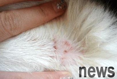 What to do if a cat has fleas? Let s take a look at the shoveler