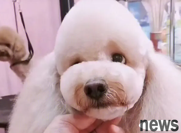 Why is pet grooming more expensive than human hair salons?