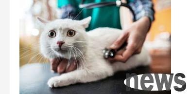 What to do if a cat gets angry? What should a cat eat to reduce the fire the fastest?
