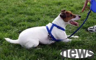 How do pet owners train after the dog leaves the training class?