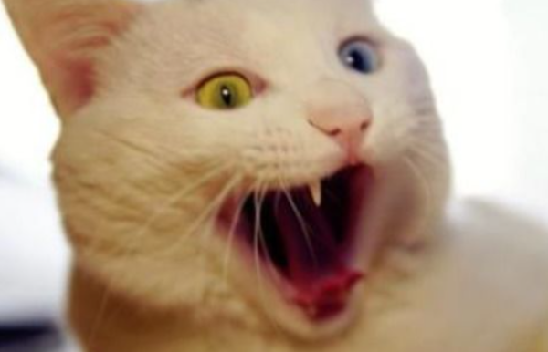 What should I do if the cat is not good? How to educate cats if they are not good?