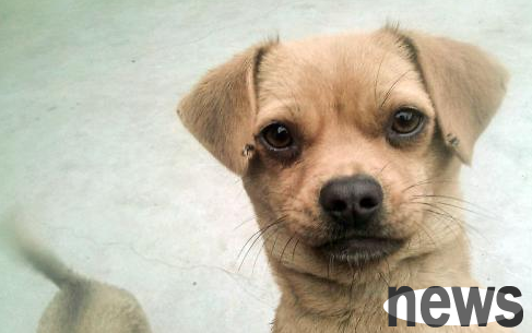What should I do if the dog keeps foaming and watering?
