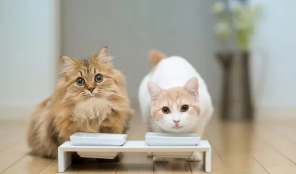What s the matter with cat coughing? This article teaches you