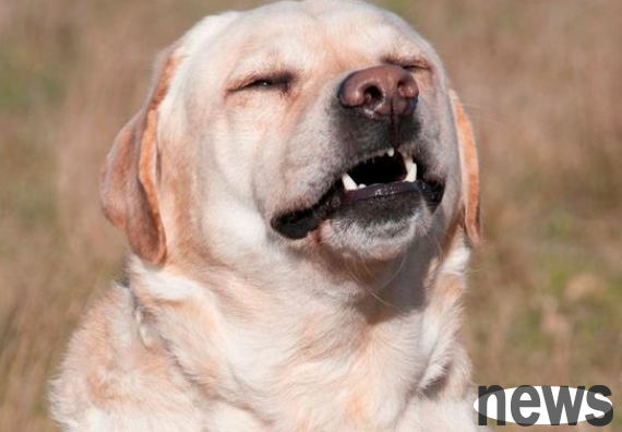 What should I do if the dog keeps sneezing? Dogs sneeze and keep sneezing?