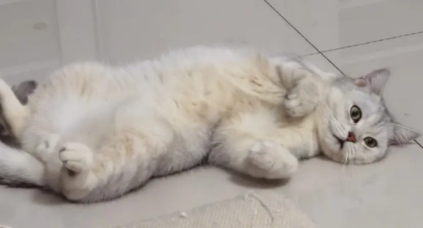 How to shave a pet cat? Do you know?
