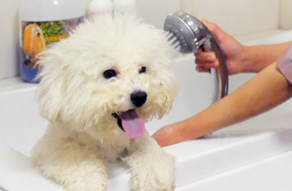 What are the types of pet shower gel? How to choose the right shower gel product for your dog?
