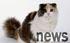 What should I do if a cat is afraid of a vacuum cleaner? The cat crashes as soon as it encounters a vacuum cleaner!