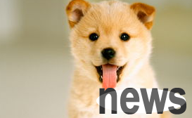 Why do dogs get emotional after grooming? Pets know