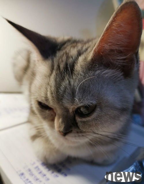 What should I do if a cat is always excited when she doesn’t sleep at night? Spend more energy!