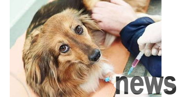 Can dogs donate blood? Dogs  blood donation requirements