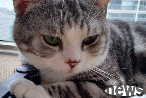 How to effectively prevent some bad behaviors of cats?