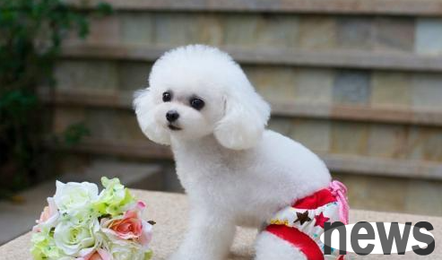 Dogs are naturally active and are always easy to get lucky!