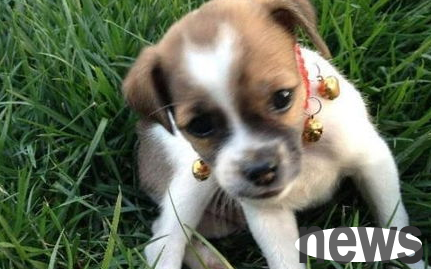 How much do you know about gastrointestinal problems in pet dogs?